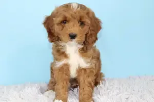 Mini Goldendoodle Puppy adopted in Stockton California