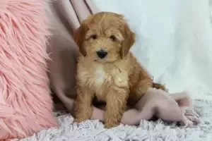 Lorain Ohio Mini Goldendoodle Pup