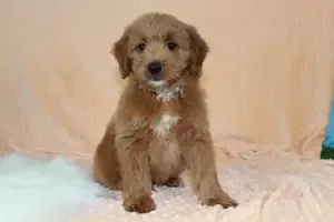 Mini Goldendoodle Puppy 41746