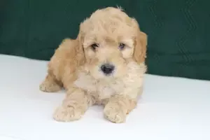 Happy Mini Goldendoodle Pup in Mentor Ohio