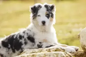 Australian Shepherd Puppy 10670