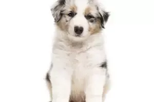 Adorable Australian Shepherd Puppies For Sale In Chicago Illinois Cook County