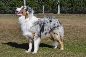 Australian Shepherd Puppy adopted in New Orleans Louisiana