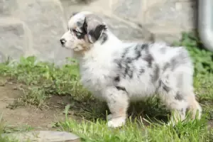 Purebred aussie shepherd Yonkers Westchester County