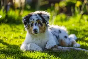 Australian shepherd Pup in Mentor Ohio