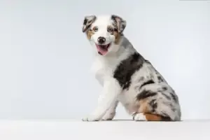 Mentor Ohio australian shepherd Pup
