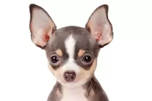 Cute Chihuahua Puppies For Sale Near Birmingham Alabama Jefferson County