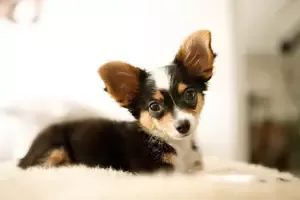 Registered chihuahua Pup Montgomery Montgomery County