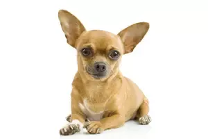 Chihuahua Puppy adopted in Tempe Arizona