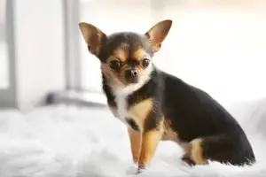 Purebred Chihuahua Puppy 21017