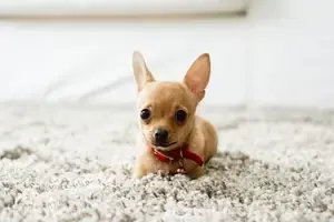 Happy chihuahua Pup in Los Angeles California