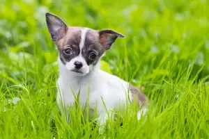 San Francisco California Chihuahuas Pup