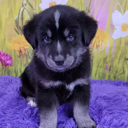 Black Colored Goberian Puppy From Alabama