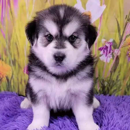 Adopted Goberian Puppy From Alaska