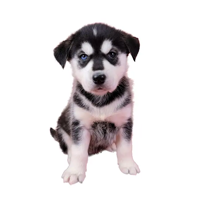 Alaska Goberian Puppies For Sale