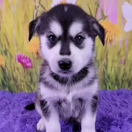 Adorable Goberian Puppy In Wisconsin