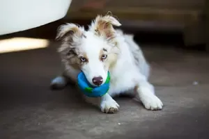 Miniature Australian Shepherd Puppy adopted in Little Rock Arkansas