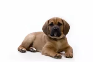 Adorable Puggle Puppies For Sale Near Lehigh Acres Florida Lee County