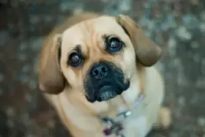 Puggle Puppy adopted in Miami Florida
