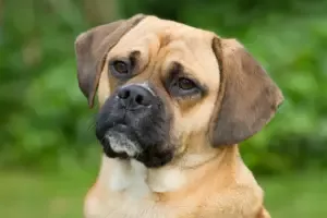 Puggle Pup in Palm Bay Florida