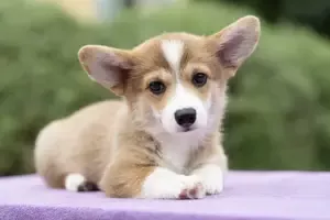 Pembroke Welsh Corgi Puppy adopted in Baltimore Maryland