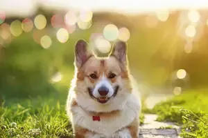 welsh Corgi Pembrokes Pup in Oyster Bay New York