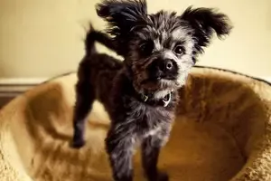 Yorkie Poo Puppy adopted in San Bernardino California