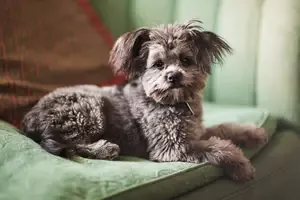 yorkiepoo Puppy 37443