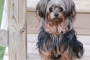 Registered yorkiepoo Pup in Odessa Texas