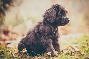 Best Newfypoo Puppies For Sale Aurora Illinois DuPage County