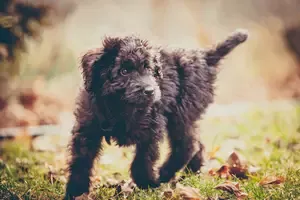Newfypoo Puppy adopted in Durham North Carolina