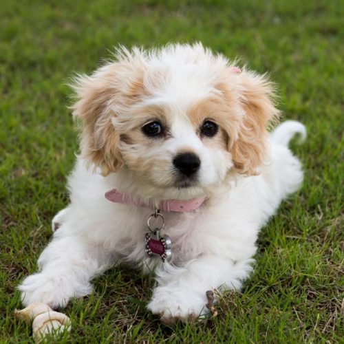 Beautiful Cavachon puppies for sale Trusted Puppies
