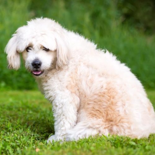 Boutique Pomapoo puppies for sale Trusted Puppies