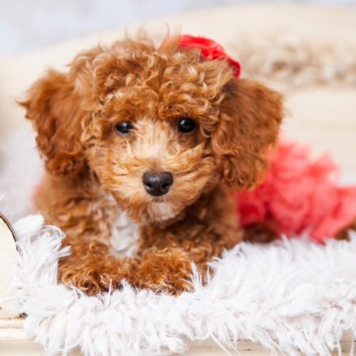 Stunning female Bichpoo Puppy posing on a rug