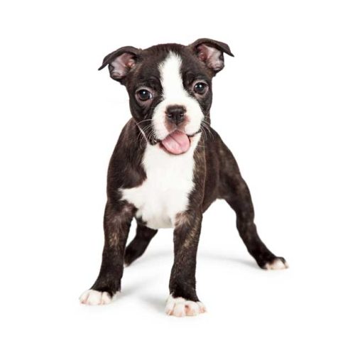 Best Boston Terrier Puppies for sale from across the country.