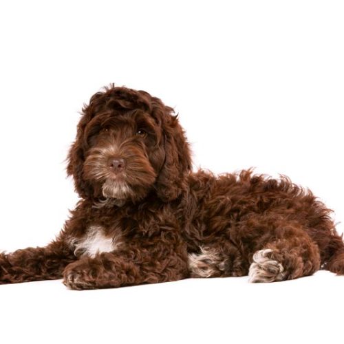 best Cockapoo Puppies for sale by Trusted Puppies