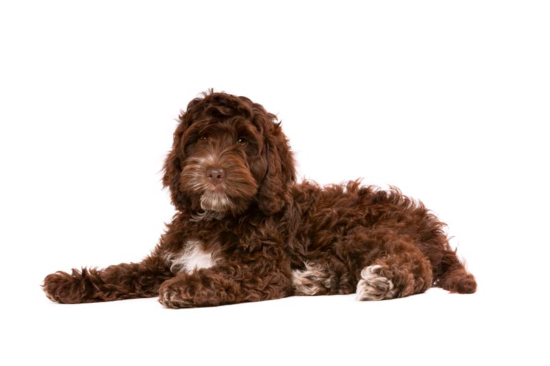 best Cockapoo Puppies for sale by Trusted Puppies