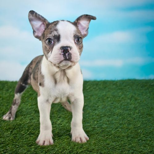Best Frenchton Puppies for sale by Trusted Puppies