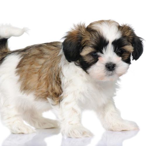 Premium Malshi Puppies for sale by Trusted Puppies