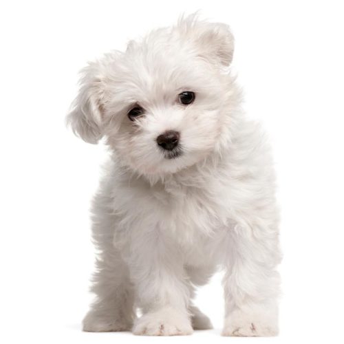 Best Maltese puppies for sale by Trusted Puppies
