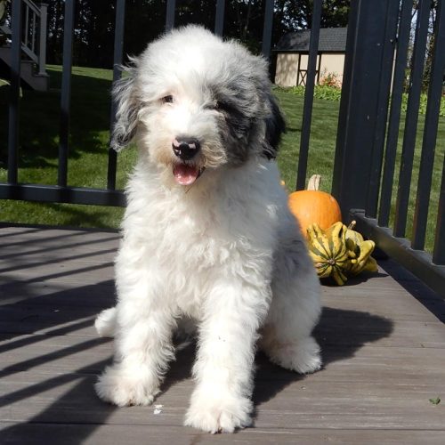 Beautiful Mini Sheepadoodle puppy for sale