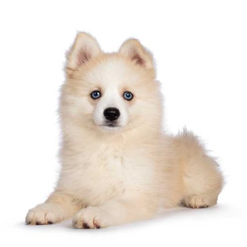 Best Pomsky Puppies for sale from across the country by Trusted Puppies.