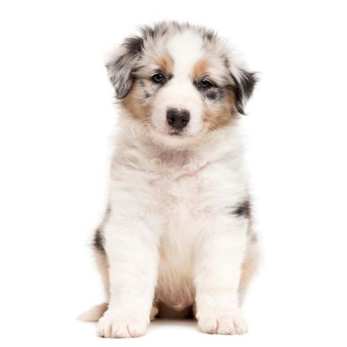 Best Registered Australian Shepherds for Sale