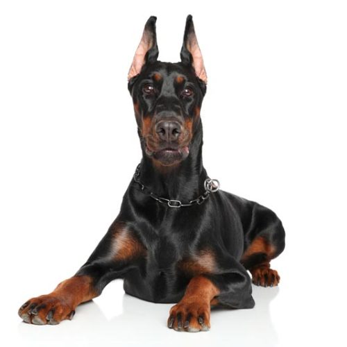 Best Registered Doberman Pinscher Puppies for sale by Trusted Puppies
