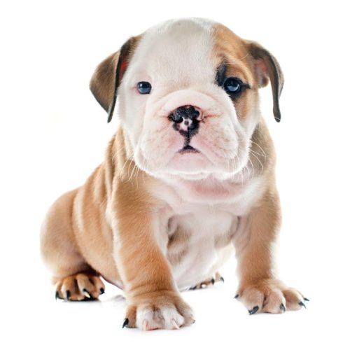 Registered English Bull Dog Puppies for sale