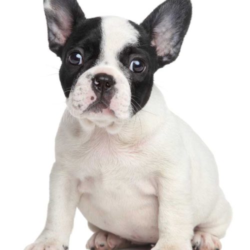 Best Registered French Bulldogs from across the country
