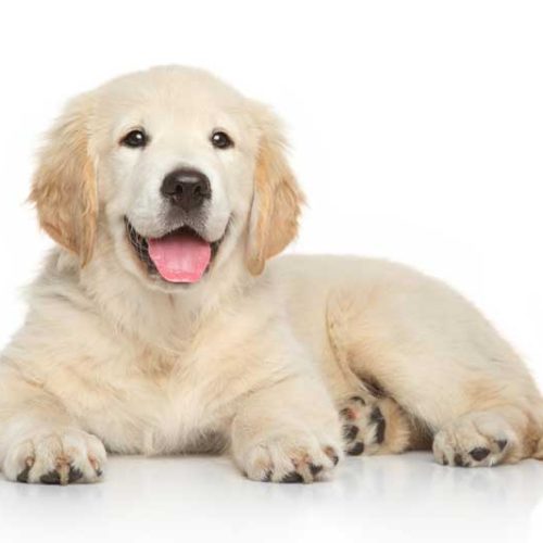Best Registered Golden retriever Puppies for sale across the country.