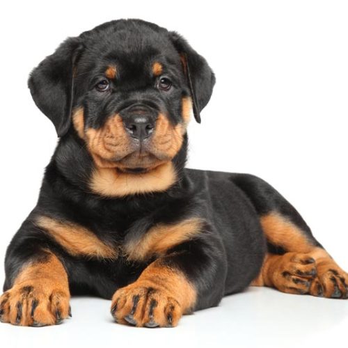 Beautiful Registered Rottweiler Puppy for sale.