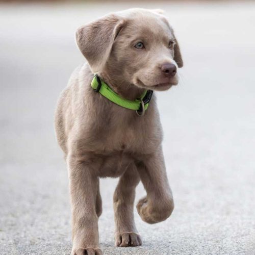 Best Registered Silver / Gray Labrador Retrievers for sale across the country.