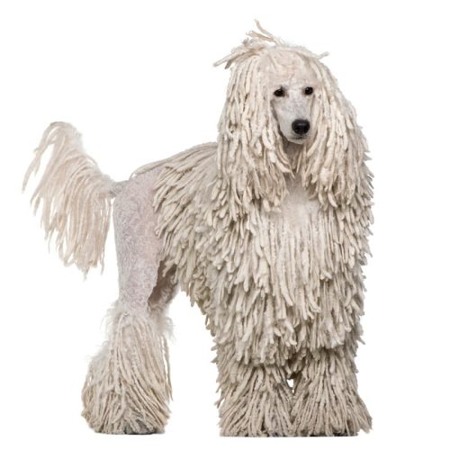 best Standard Poodle Puppies for sale